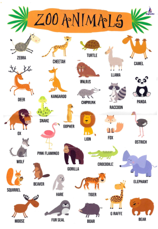 Animals Animals